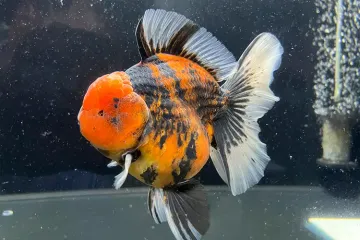 Top Goldfish Shop in Singapore