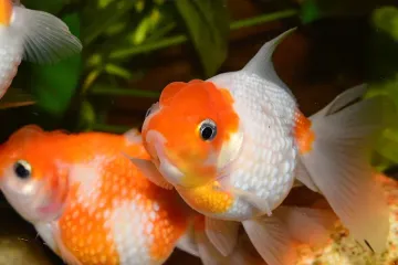 Customize Type of Goldfish Needed