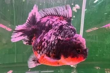 Top Goldfish Shop in Changi