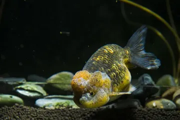 General Tank and Pond Maintenance
