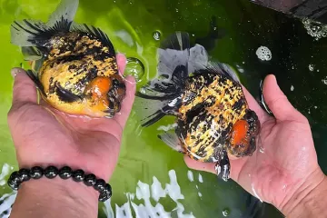 Best Goldfish Shop in Singapore